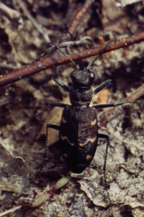 Cicindela sylvatica, color photo