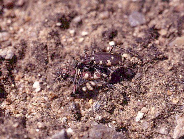 Cicindela restricta, color photo