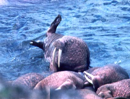  Odobenus rosmarus,  