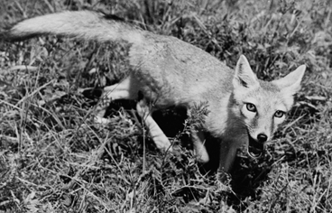 Vulpes corsac, - 