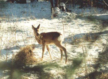 Capreolus pygargus,  ,  