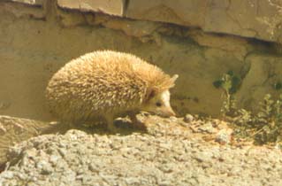 Hemiechinus auritus, color photo