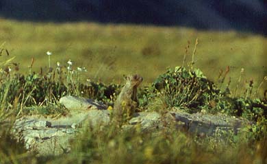 Marmota baibacina, color photo