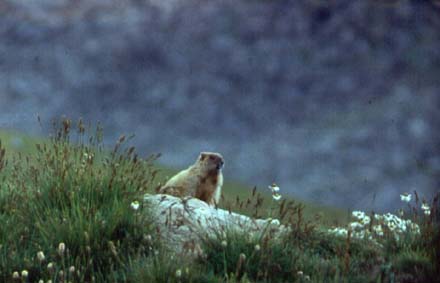 Marmota baibacina,  