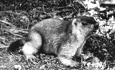 Marmota sibirica, photo