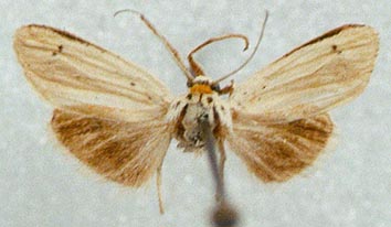 Coscinia libyssa liouvillei, color image