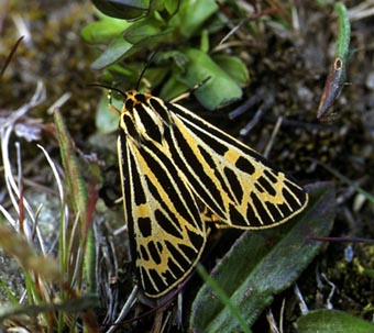 Grammia quenseli, color image