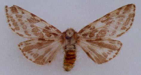 Lacydes spectabilis spectabilis, color image