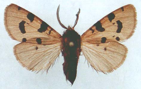 Ocnogyna zoraida zoraida, color image