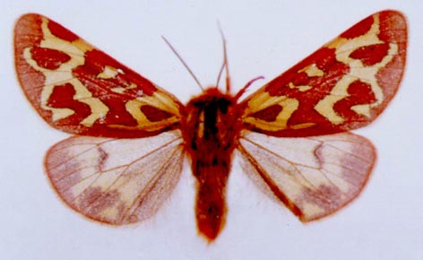 Pararctia tundrana, color image