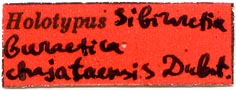 Holotype label, color image