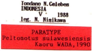 Paratype labels, color image