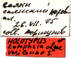 Holotype labels, color image