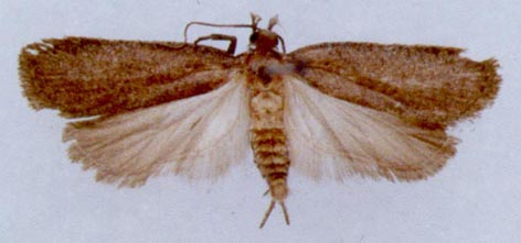 Agonopterix dubatolovi, color image