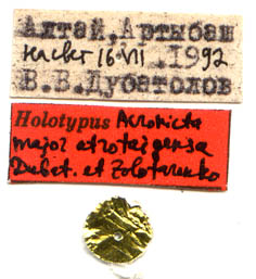 Acronicta major atrotaigensa holotype labels, color image