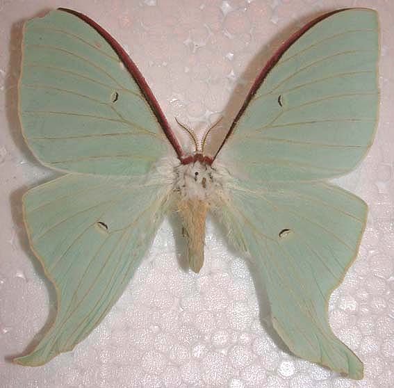 Actias artemis, color image