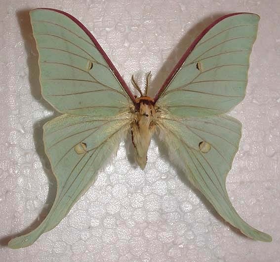 Actias gnoma, color image