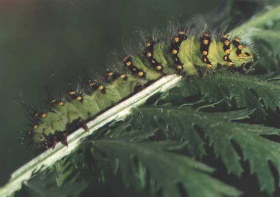 Eudia pavonia, larva, image in nature