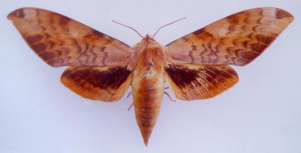 Clanis undulosa jankowskii, color image