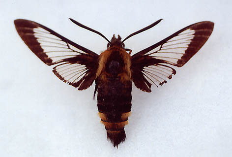 Hemaris staudingeri, male, color image