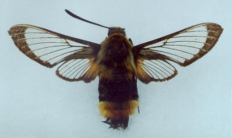 Hemaris_tityus, color image