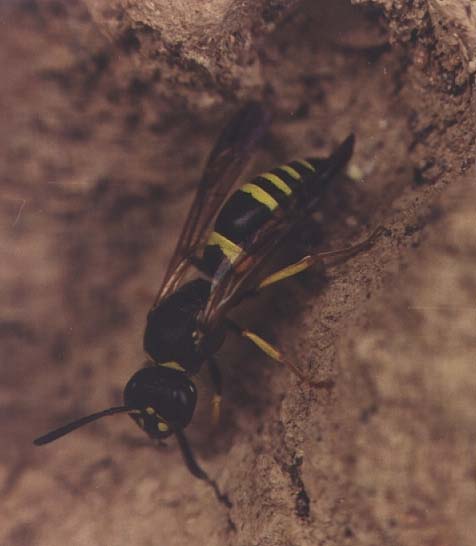 Ancistrocerus dusmetiolus, image in nature