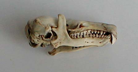 Desmana moschata skull, color image