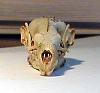 Desmana moschata skull, color image