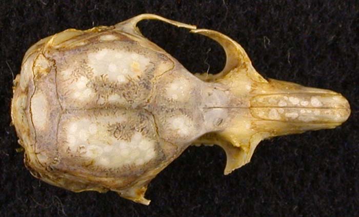 Dryomys nitedula, color image