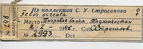 Felis libyca, label, color image