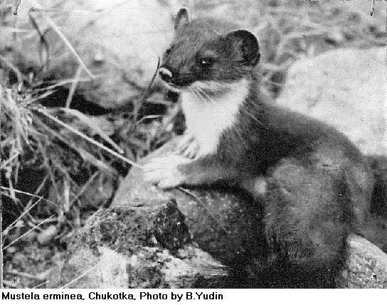 Mustela erminea, image