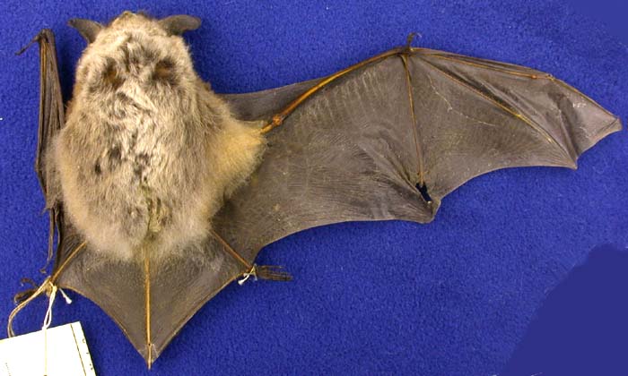 Myotis dasycneme, color image