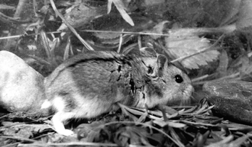 Phodopus sungorus, black-and-white photo