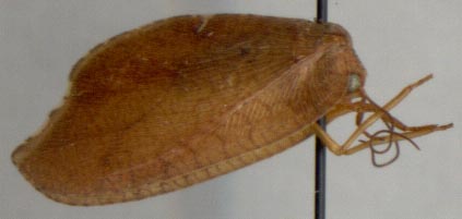 Drepanopteryx phalaenoides, color image