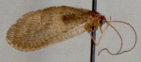 Hemerobius barkalovi, color image