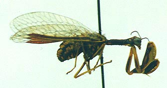 Mantispa lobata, color image