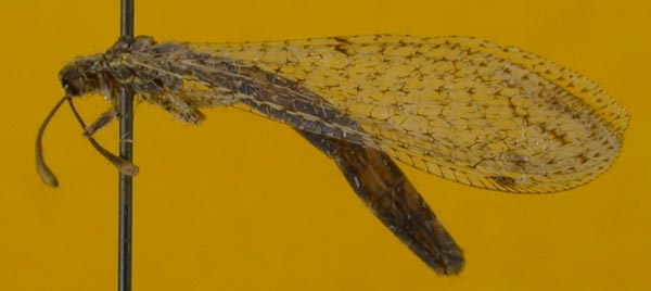 Neuroleon lukhtanovi, paratype, color image