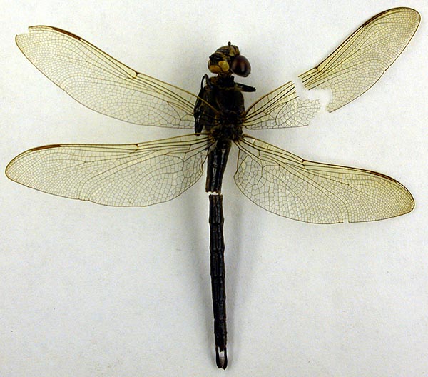 Aeschnophlebia zygoptera, holotype, color image