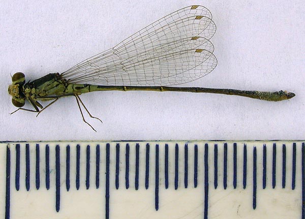 Agrion armatum minor, holotype, color image