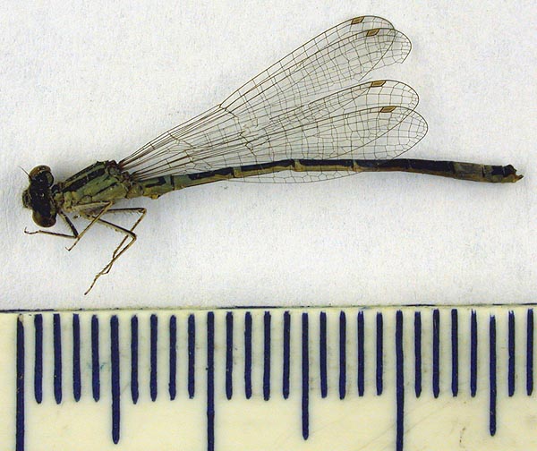 Agrion glaciale orientale, lectotype, color image