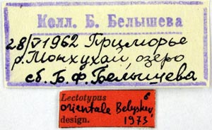 Lectotype labels, color image