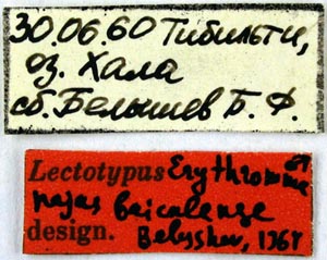 Lectotype labels, color image