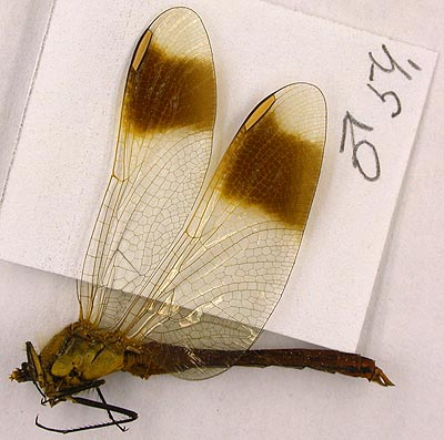 Sympetrum pedemontanum kurentzovi, lectotype, color image