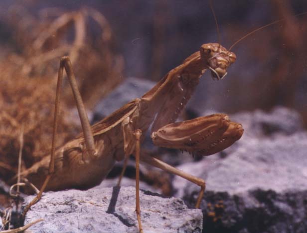 Bolivaria brachyptera, color image