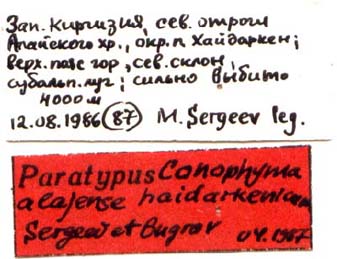 Paratype labels, color image