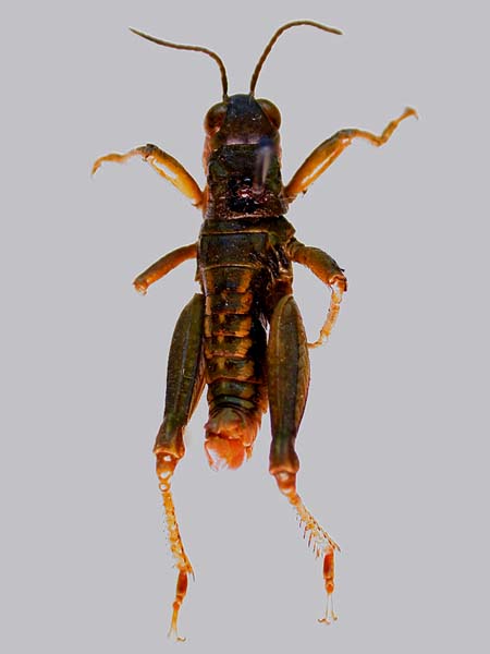 Conophyma boldyrevi ambiguum, paratype, color image