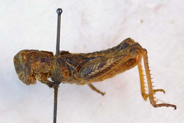 Conophyma spectabile, paratype, color image