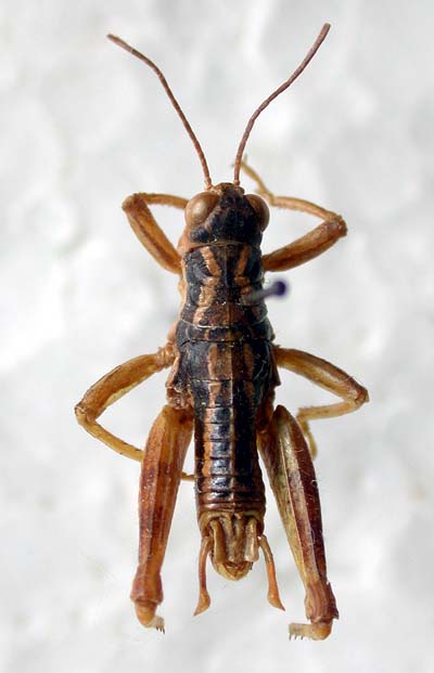 Conophyma stebaevi, paratype, color image