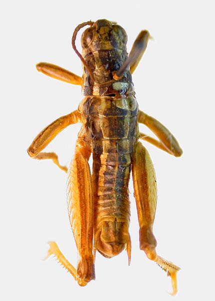 Conophyma turkestanicum, paratype, color image