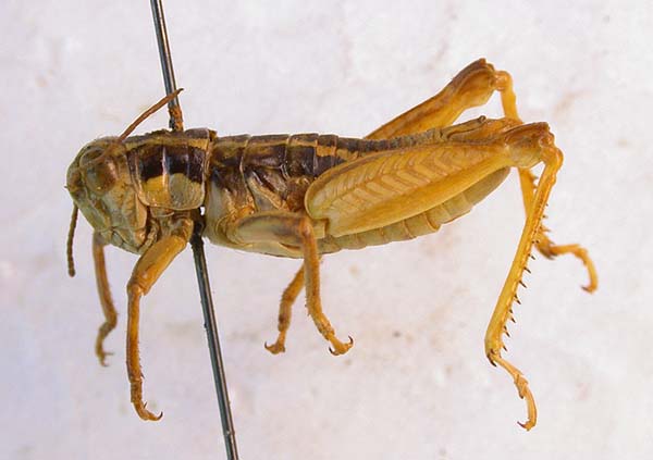 Conophyma turkestanicum, paratype, color image